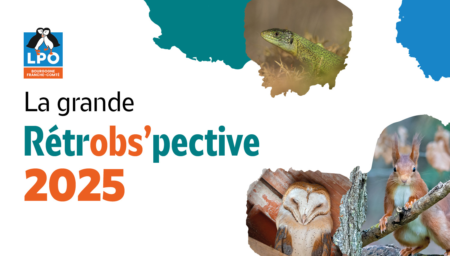 La Rétrobs’pective 2025 : retour sur un an d'observations nature en Bourgogne-Franche-Comté !